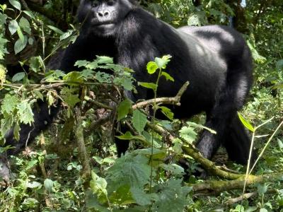Dzień 8 - Uganda - Park Narodowy Queen Elizabeth - lwy na drzewach
